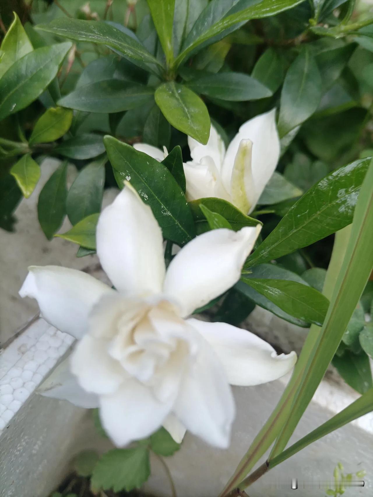 枙子花开了，味道清香扑鼻！