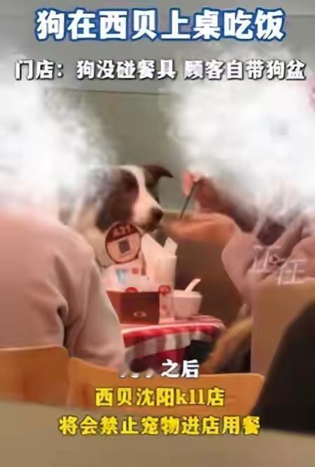 西贝，又是西贝，“罗永浩VS西贝”这件事热度刚过，辽宁一西贝门店被顾客投诉：宠物