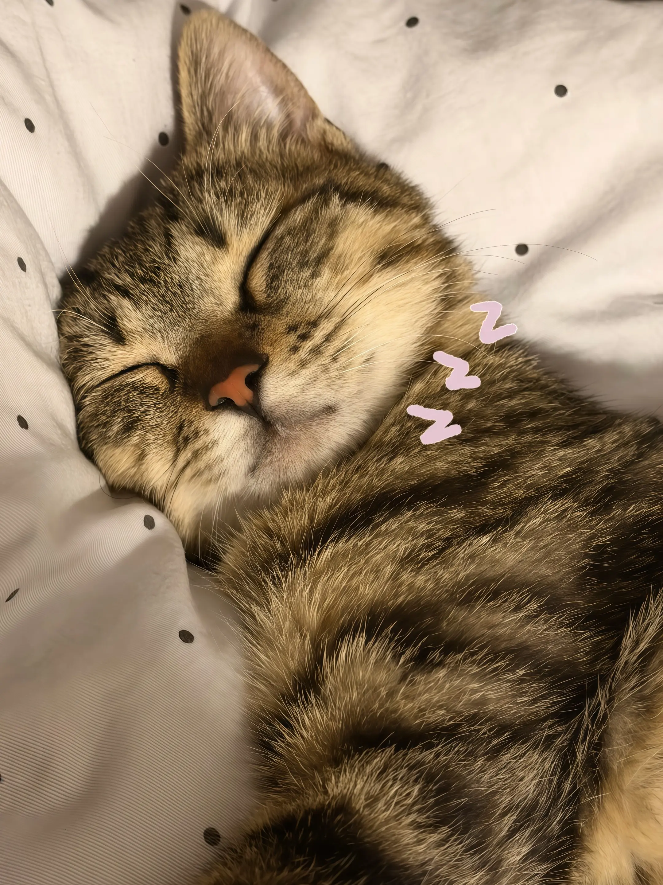 猫猫我啊 不用上班也不用上学Zzzz。.