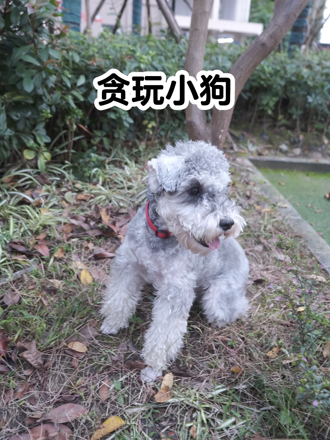 狗狗的快乐星球⚽️