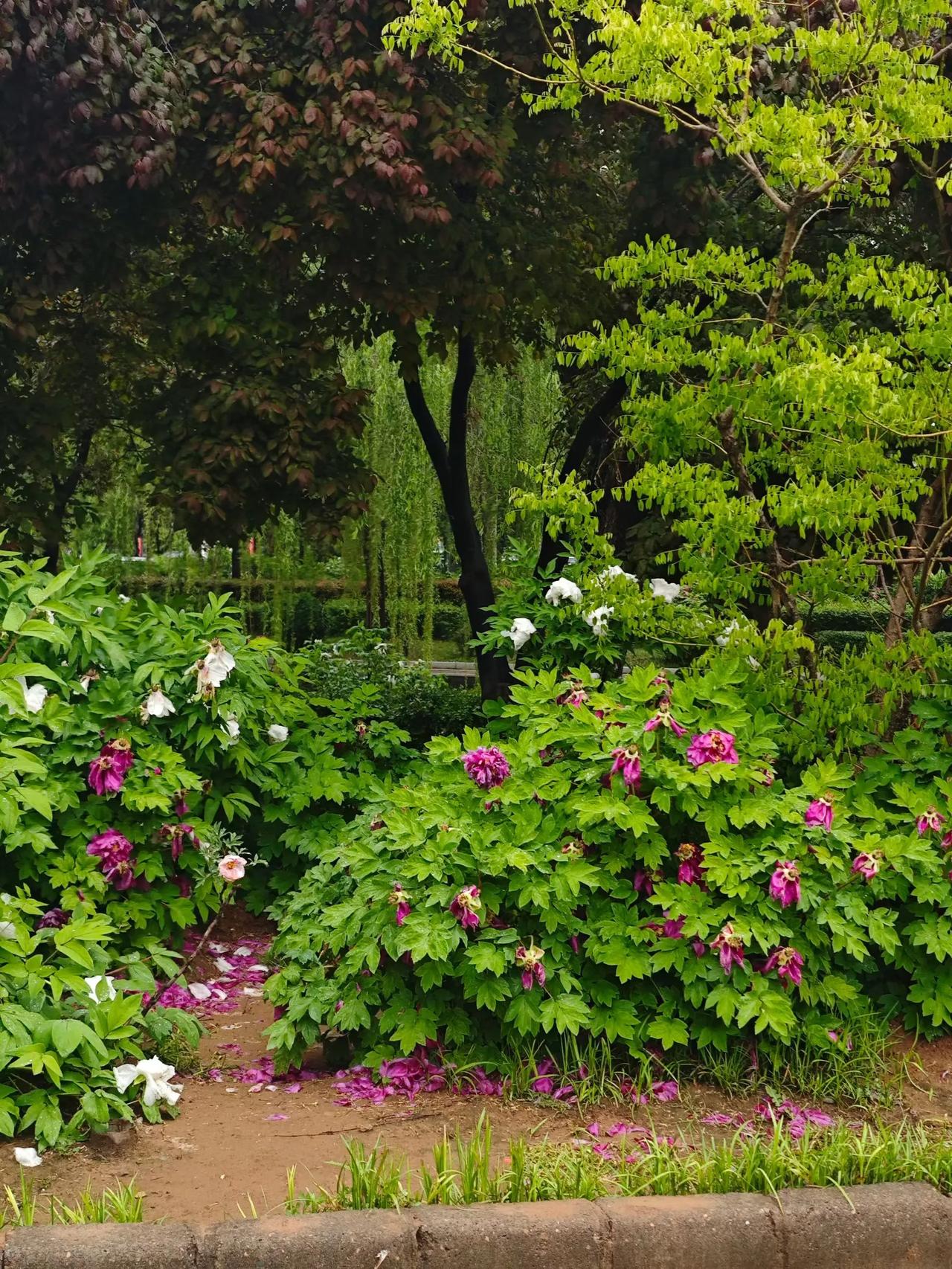 昨晚的一场春雨过后，洛阳的街头藏着最动人的春色。
      垂柳依依，新绿垂落