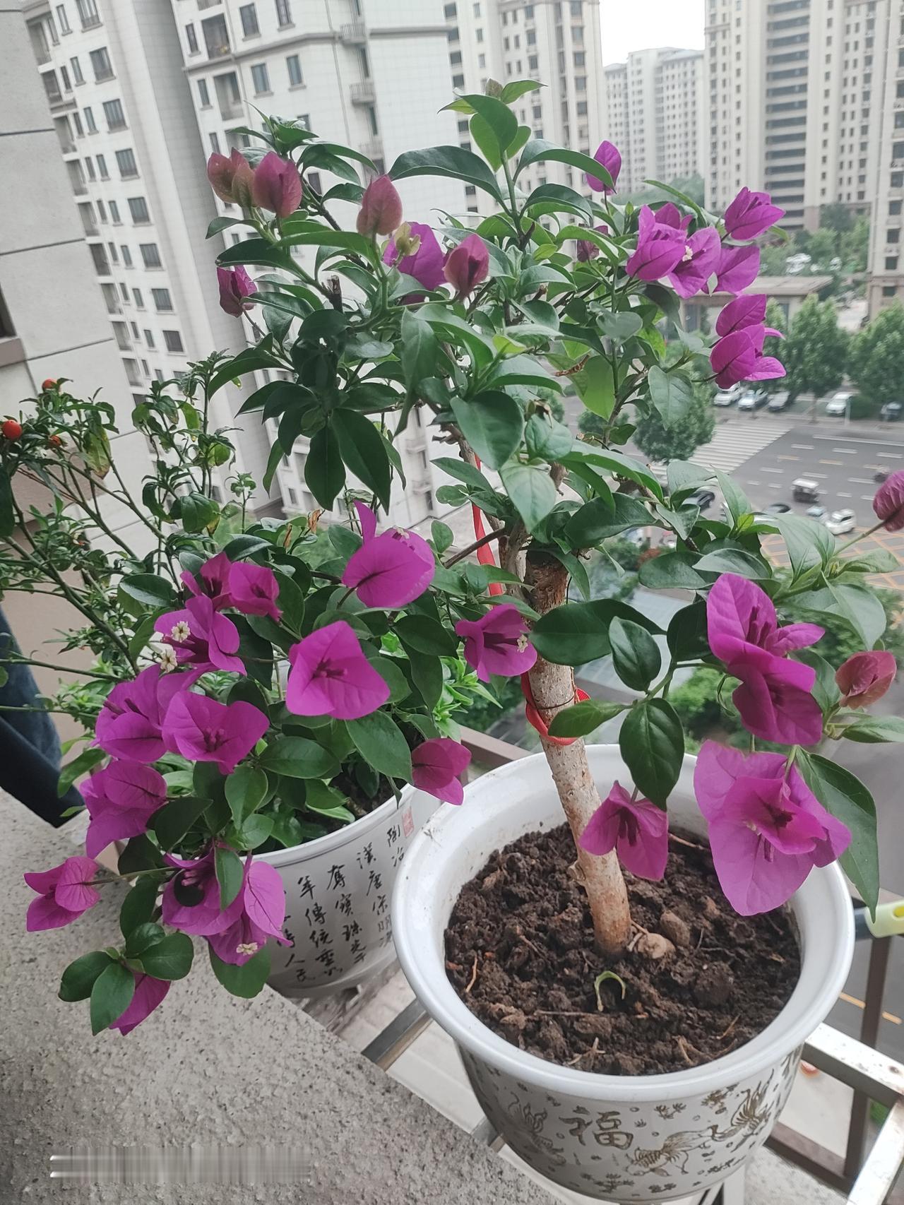 今天打算骑行去峄山，不巧的是天空下起了小雨，哪里也不去了，在家欣赏我的花儿。