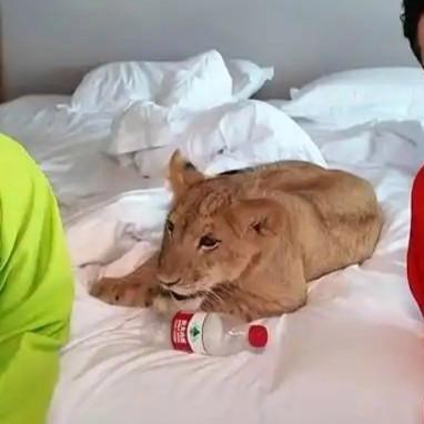 江苏宿迁某田园度假区酒店推出“萌狮叫醒”服务，旨在为家庭提供独特的亲子体验。该服