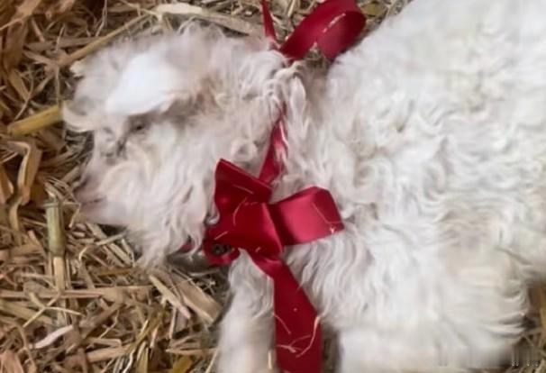 专家称装死小羊可以人工繁殖更多只宁夏一只半月龄小羊因受刺激会僵直“装死”走红，实