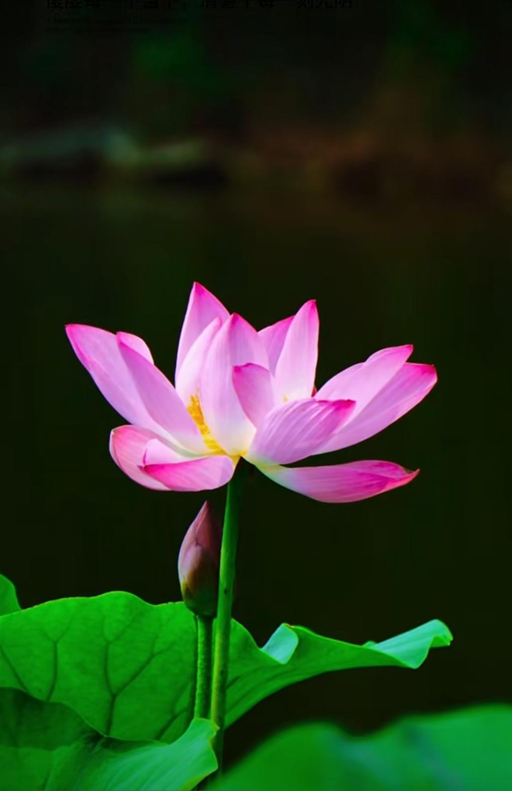 一池碧水映着亭亭荷花，粉瓣嫩蕊摇曳清风，碧绿荷叶托着晶莹水珠。淡淡荷香随风漫开，