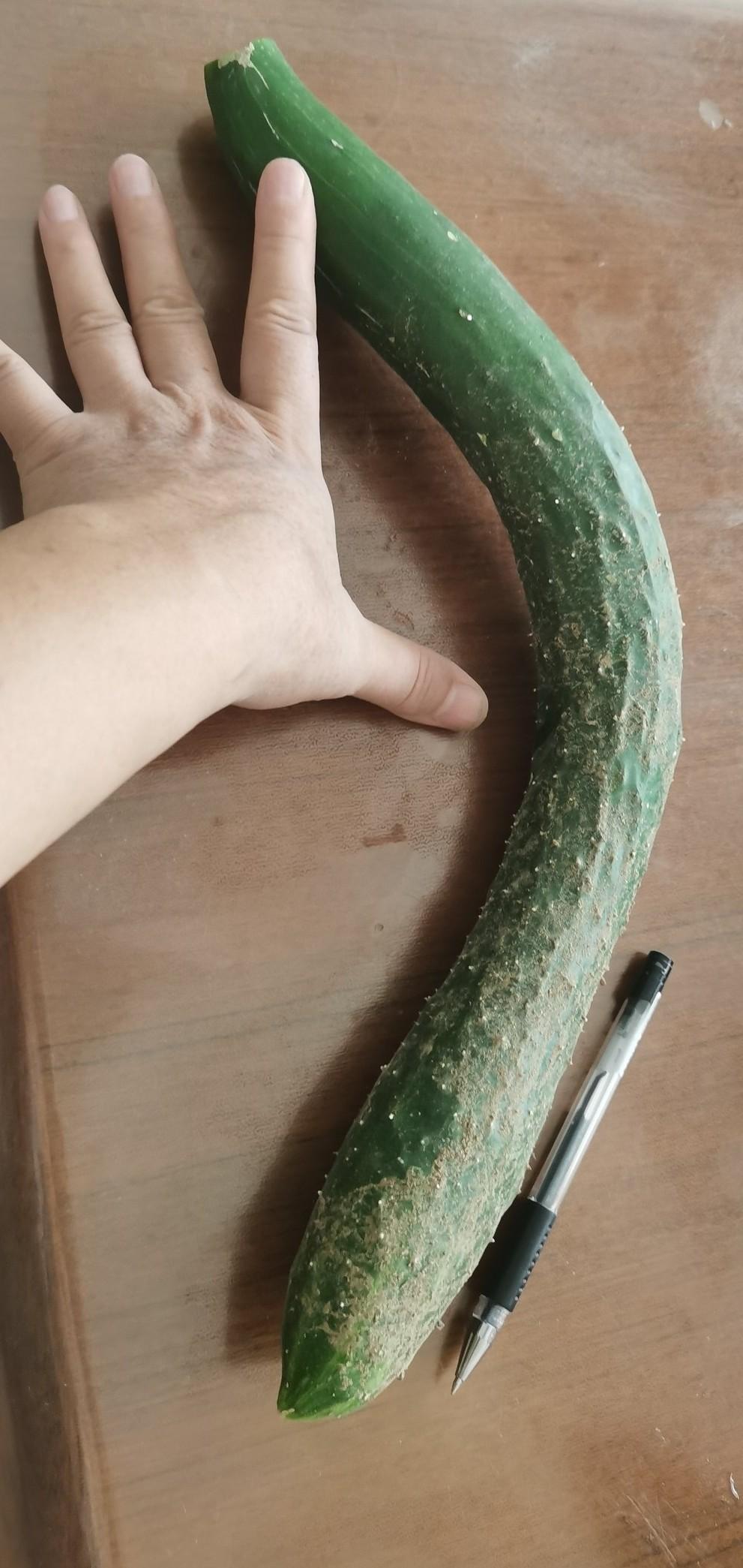摘了一个大瓜！早晨起床照例第一时间去院子里晃悠一会儿。现在天热了，每天只有一早一