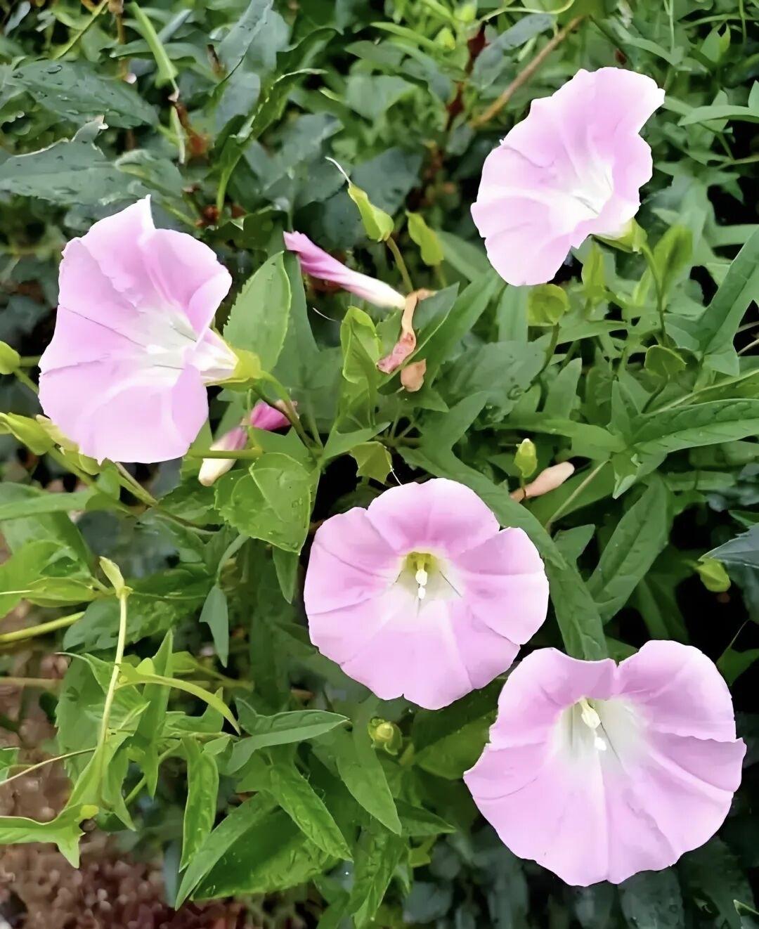 晒图笔记大赛晨露未晞时，田旋花已在草丛间悄然绽放。四朵粉白相间的花盏错落有致，边