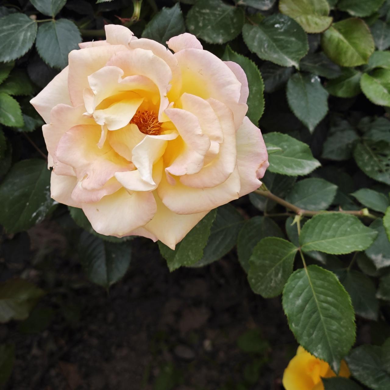 月季花