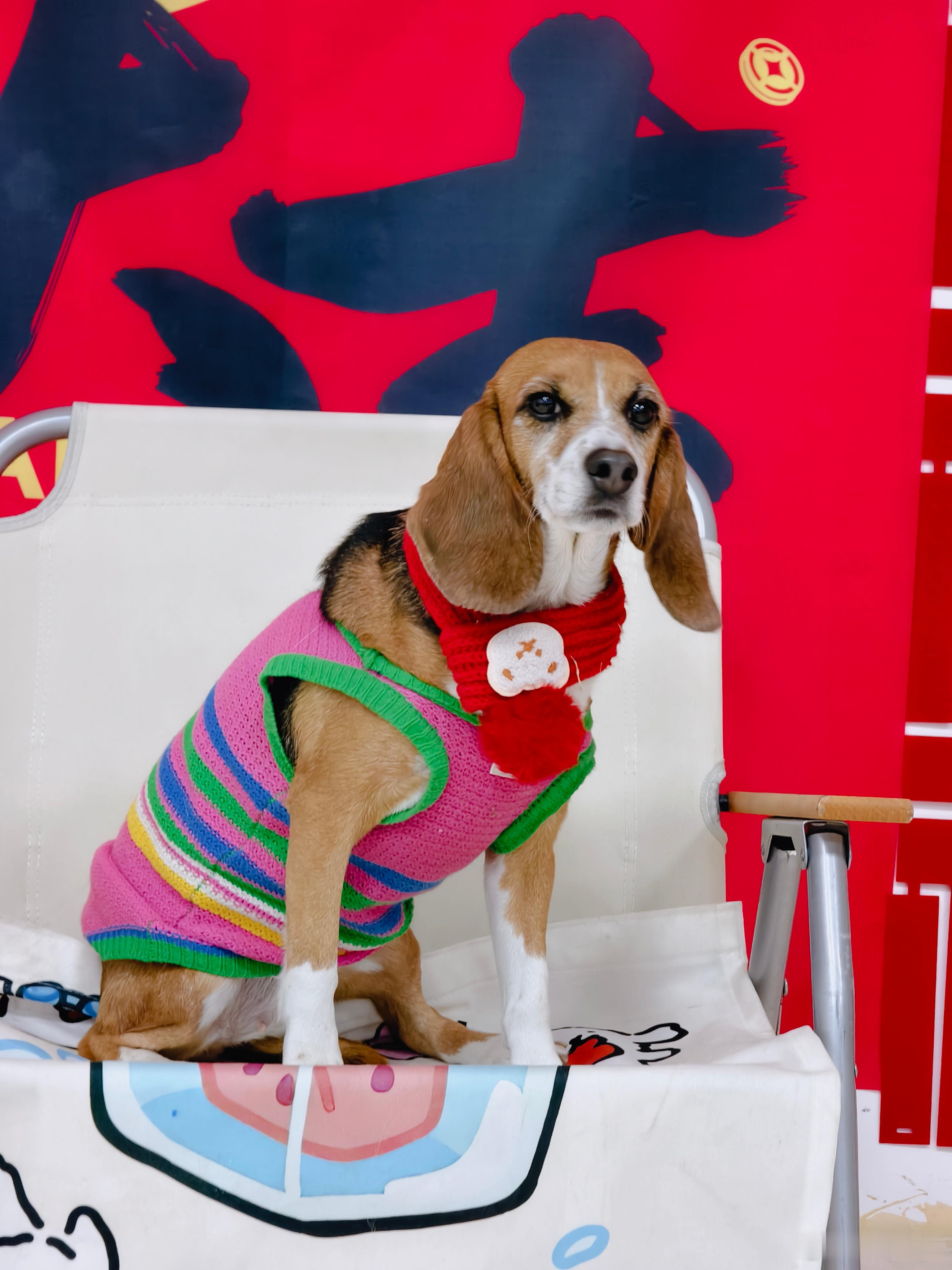 新年快乐呀～有娃就想晒娃🐶 