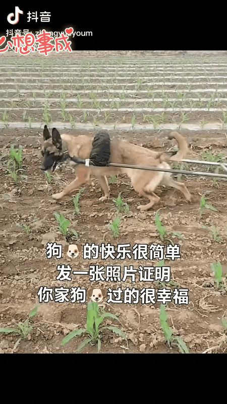这狗真没白养！

有个男子养了条狗，这狗特别听话。

今年，男子家种了几亩玉米，