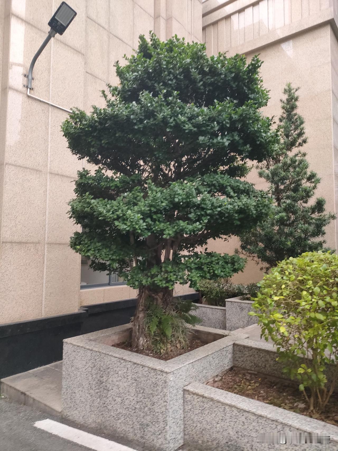 今天下班路过楼下花坛，一眼就瞅见这棵造型特讲究的树——跟特意盘出来的盆景似的，一