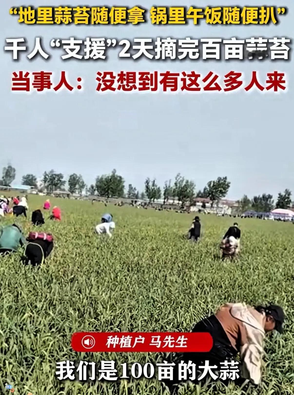 人怎么能聪明成这样？江苏徐州，男子种了一百多亩大蒜熟了，如果雇人摘，一个人一天得