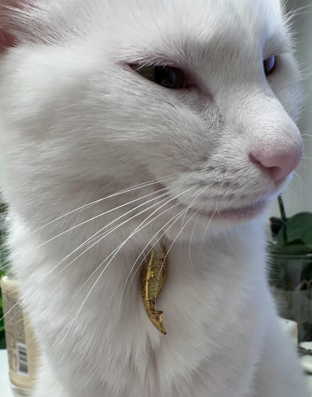 猫猫：人，为何我的金项链会生锈?春日放个疯 ​​​