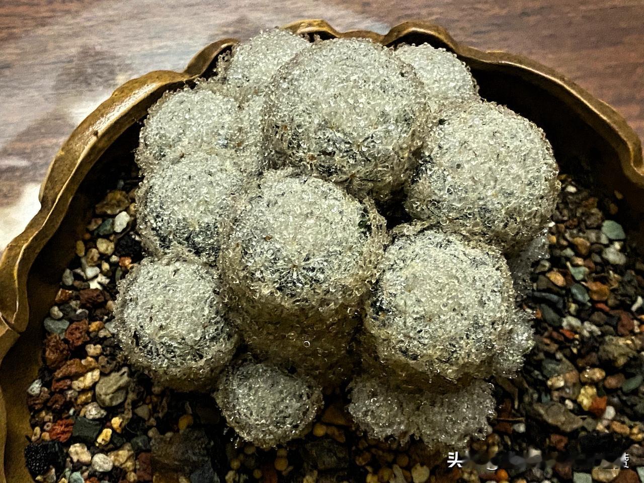 图1是从水里捞岀来的白星仙人球，很像棉花糖。
图2是寻找漏水点拍到的条纹芦荟。