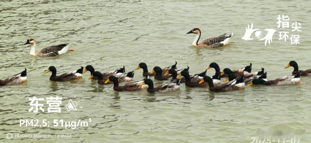 万里同心,共护黄河 东营黄河口国家级自然保护区。蔚蓝地图实景。2025年11月0