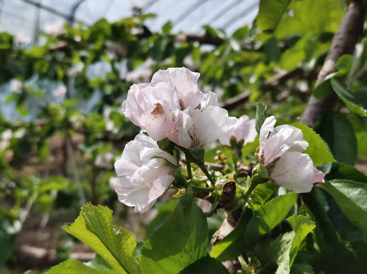 我的电商培训老师刘军超刚拍的美照发到学员群里，我看到后觉得非常不错，就第一时间分