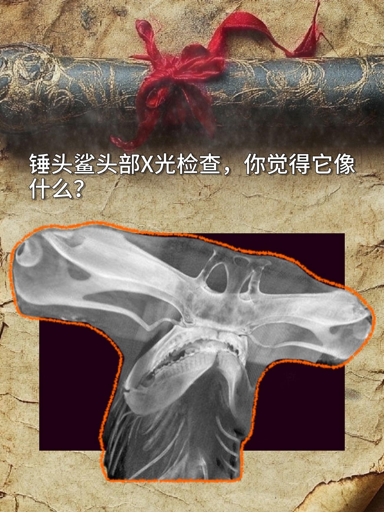 锤头鲨头部X光检查，你觉得它像什么？