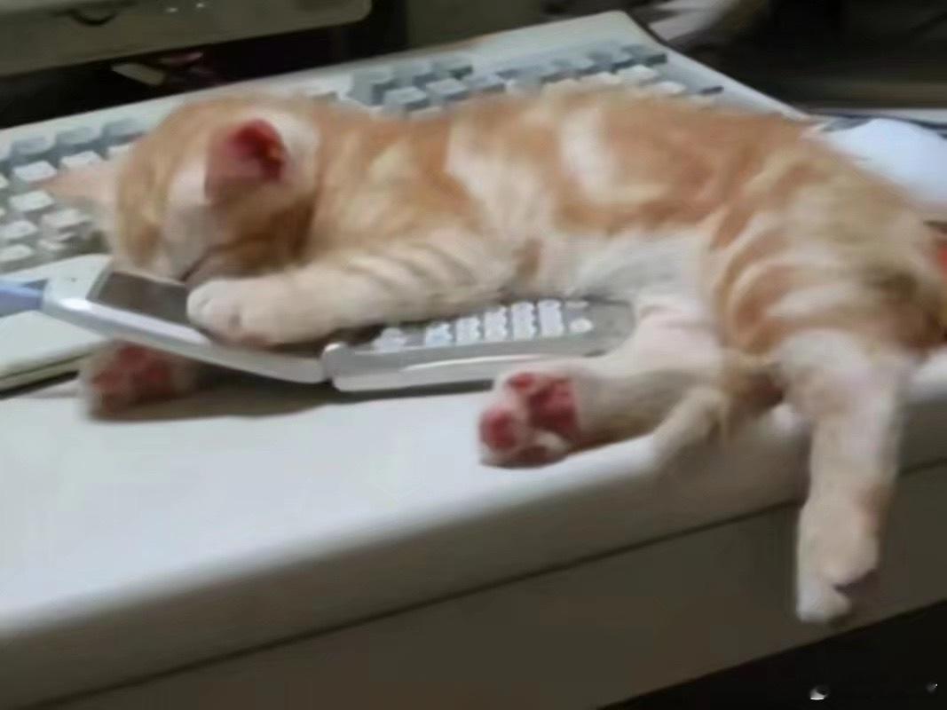 师父，传讯玉简已经很久没有响过了，我孤身在江湖喵喵咪咪也很久了 