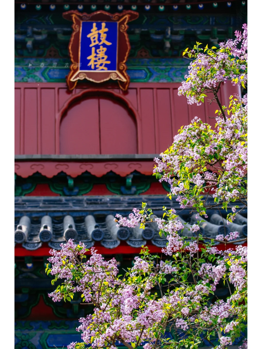 绝！胡同深处古寺紫丁香盛开，3.29实拍