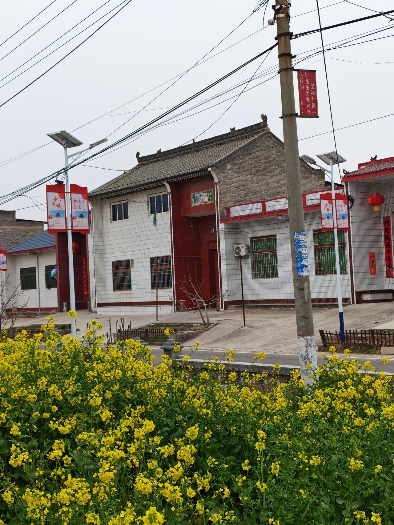 家门口的油菜花，绿油油，黄灿灿，一派喜人景象。