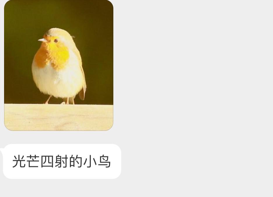 晒太阳的知更鸟🐦 ​​​