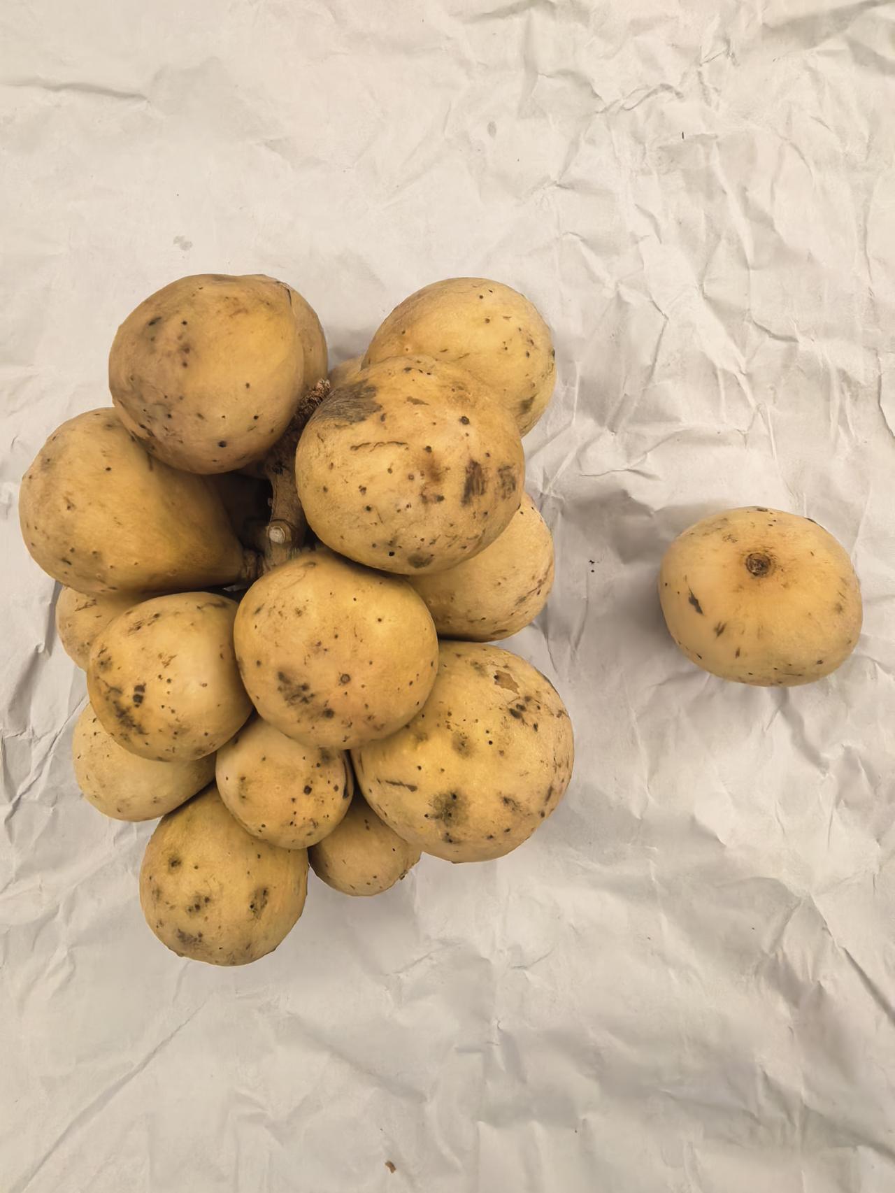 这是孩子从网上买的热带水果，活了快七十年，第一次看到这个水果，像桂圆，比桂圆大，