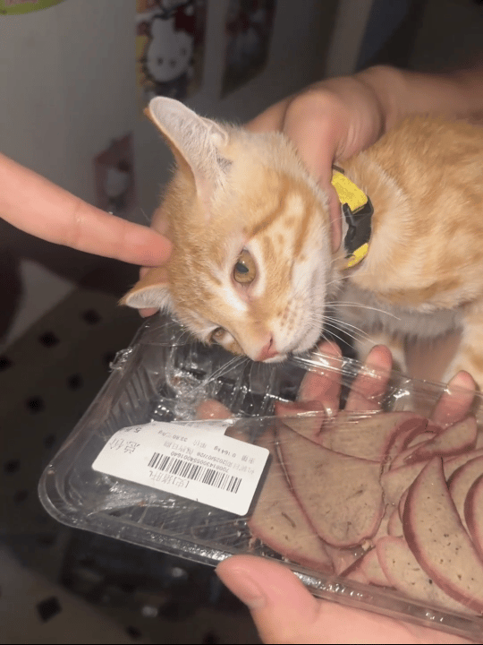 小猫咪半夜偷吃猪肝被抓，怪不得说是小馋猫呢我的精神状态凉好 ​​​