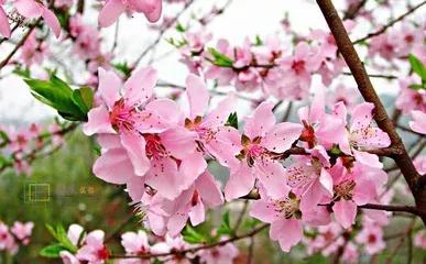 上联：春去花辞树。诚邀下联夏来果满枝。