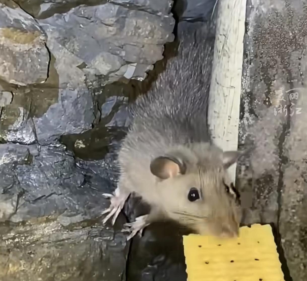 在暗无天日的矿井深处，
人人喊打的老鼠竟成了
矿工眼中的“守护神”，矿工井下吃饭