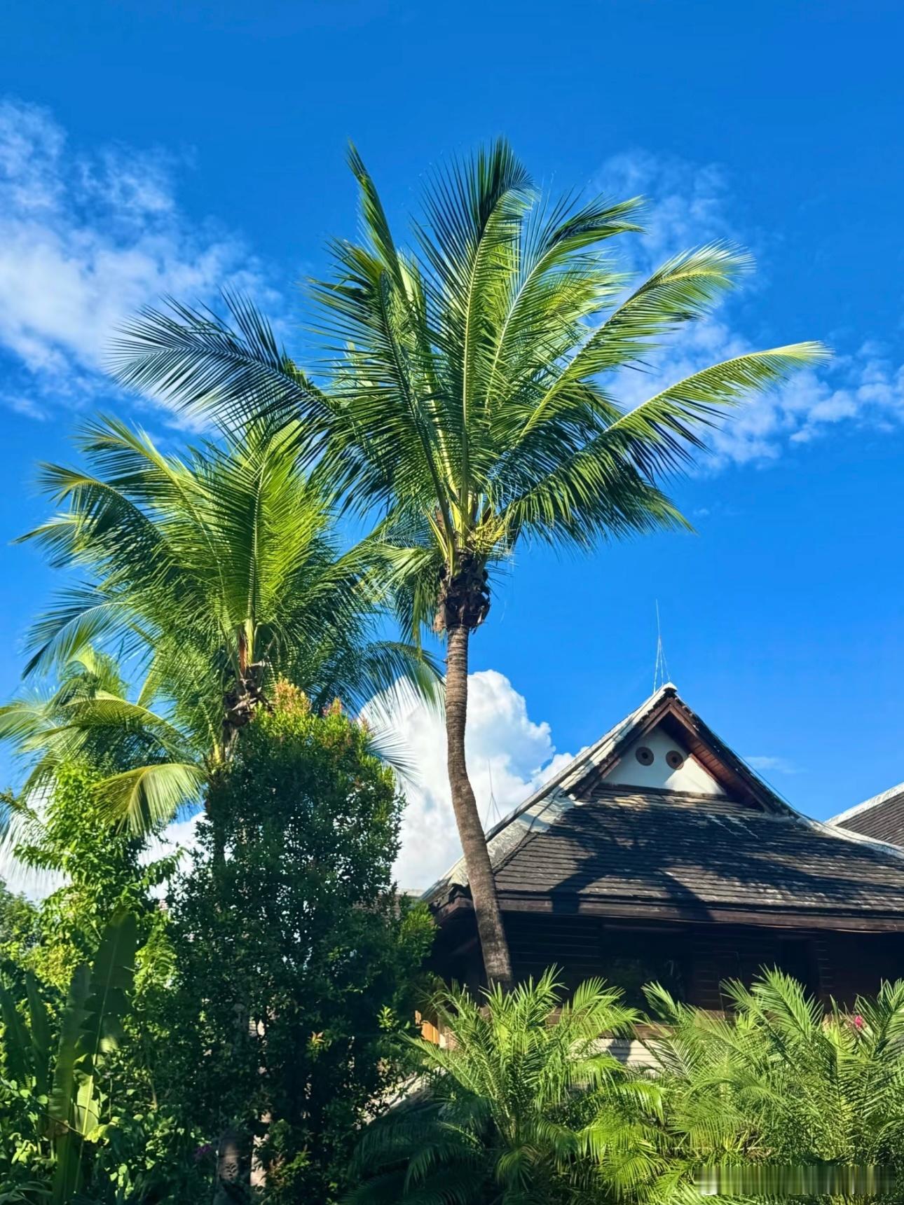 happy day～年后被疯狂投喂🥯脸都圆了！和家人一起在版纳过夏天☀️芒果糯