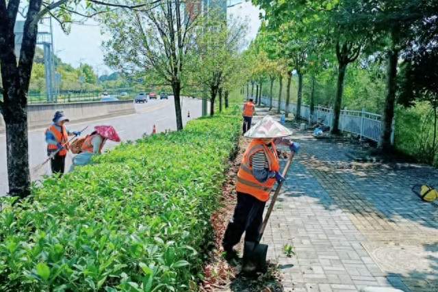 精准防控外来入侵物种 科学开展树木病虫防治