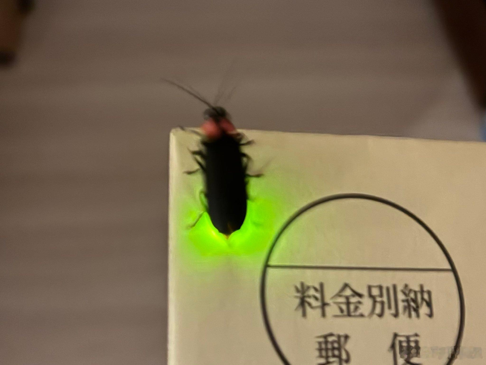 推主从信箱拿出来的邮件上黏着一只虫子…… 