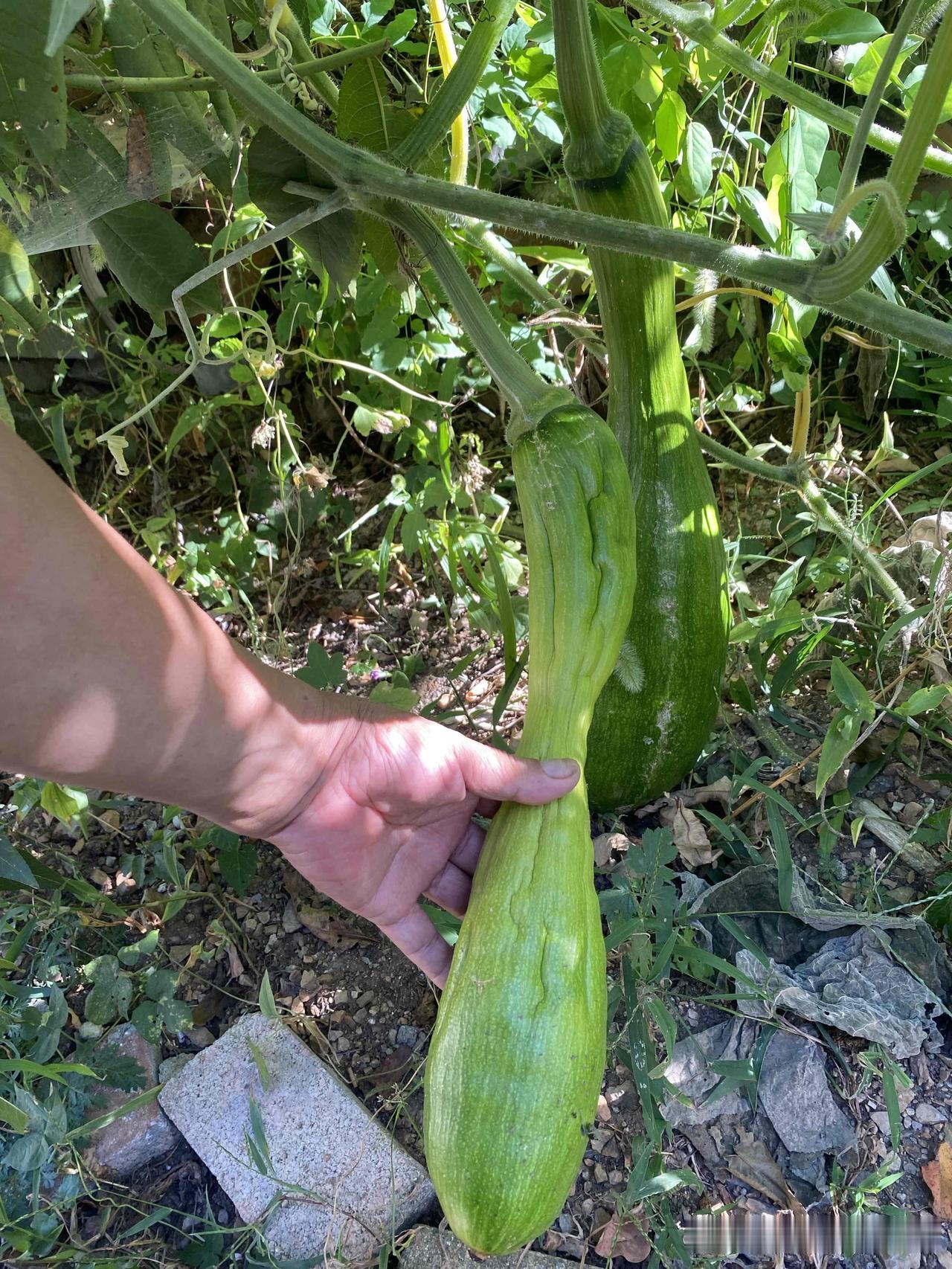 由于土壤干旱，我家地里半大个头的南瓜已经停止生长并萎缩了。春天，我在门前山坡上种