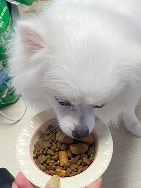 省钱凑单买的狗粮，结果去李佳琦那回购花钱