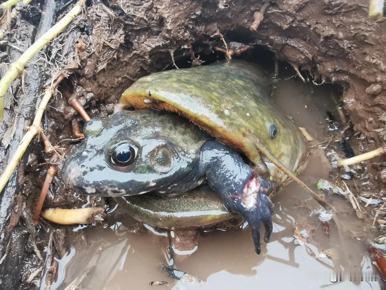 这个是蛇吃牛蛙吗？