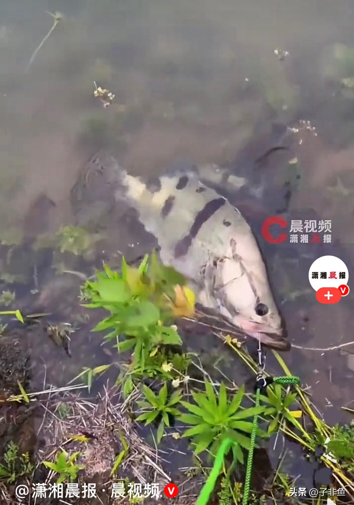 近日，河南信阳一位男子在河边垂钓，这天他运气爆棚，成功钓上一条足足七、八斤重的母
