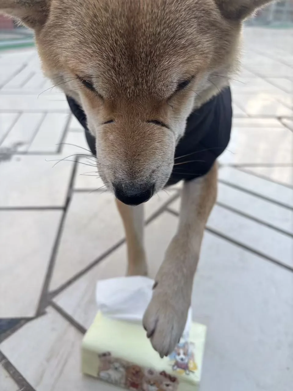 人，买包抽纸吧 汪要救三个很重要的同伴