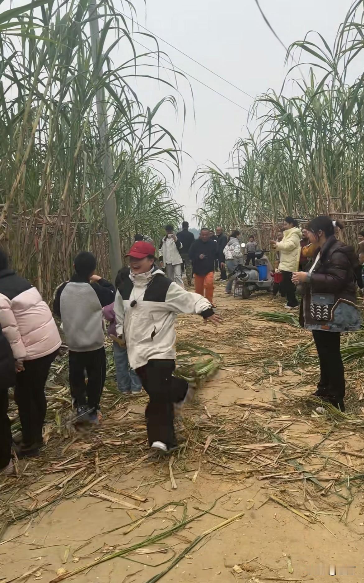 韩路:  商家组织偷甘蔗，可以说是天才营销！

今天可能很多人都在抖音上面看到了