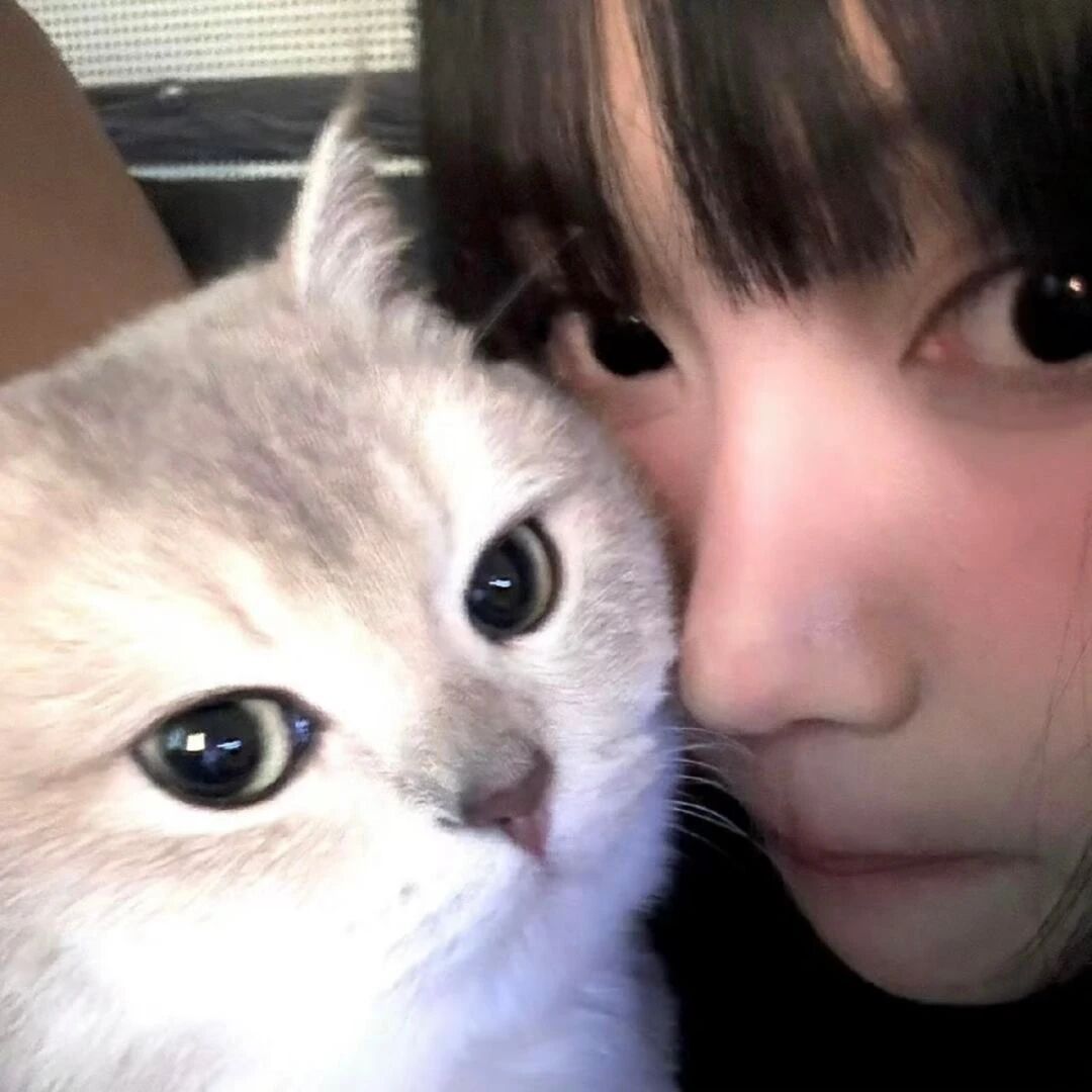 存心仪头像（1/100）很喜欢带猫猫的🐈 ​​​
