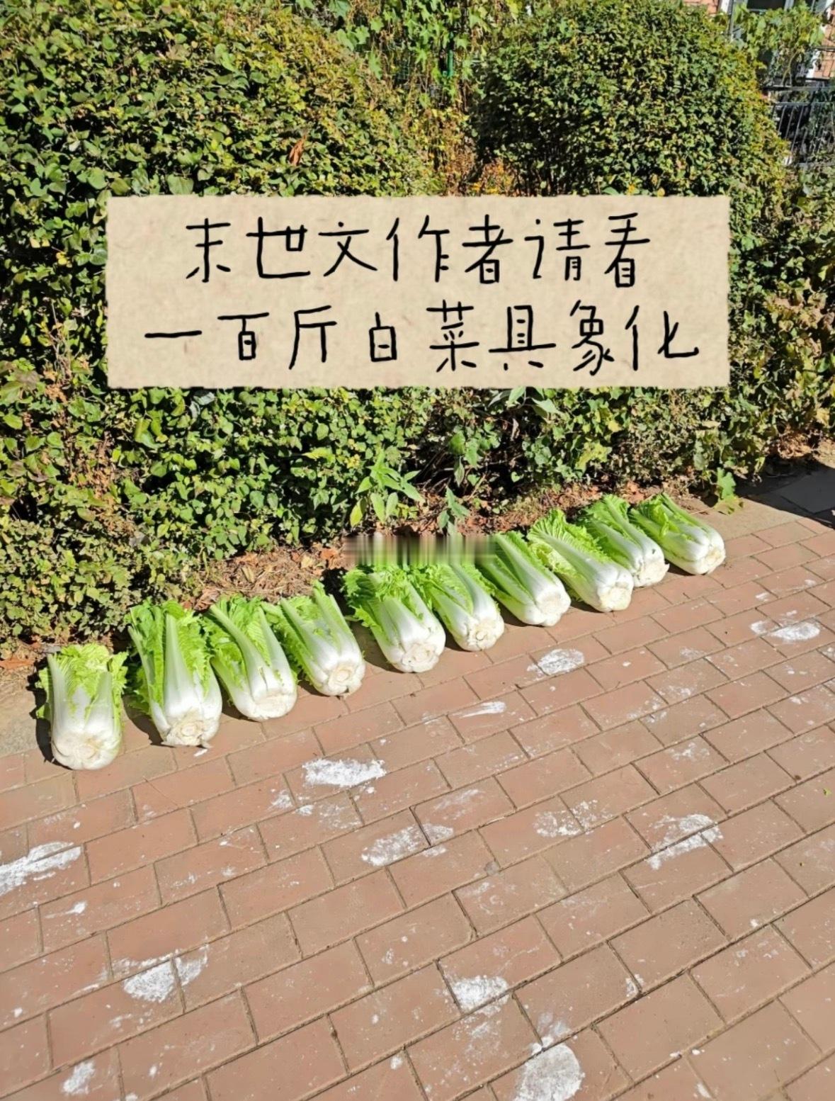 我不信，一颗白菜能有10斤？我要去买一颗验证验证[偷笑][偷笑] ​​​