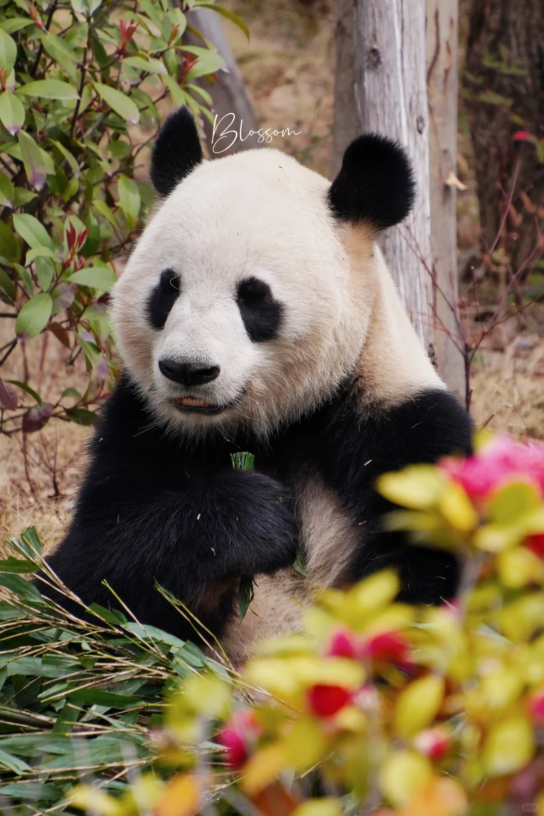 花卷妹妹妮妮16岁生日快乐🎊