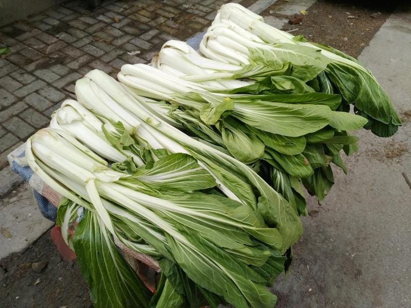 现在很多人都向往农村生活，有位大哥干脆放弃城里事业回农村种菜。他的做法超绝，腌制