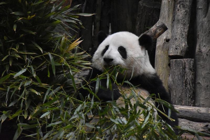 大熊猫花花是不是最美的熊猫，这很难有定论，但它绝对是最可爱的熊猫之一！
花花外形