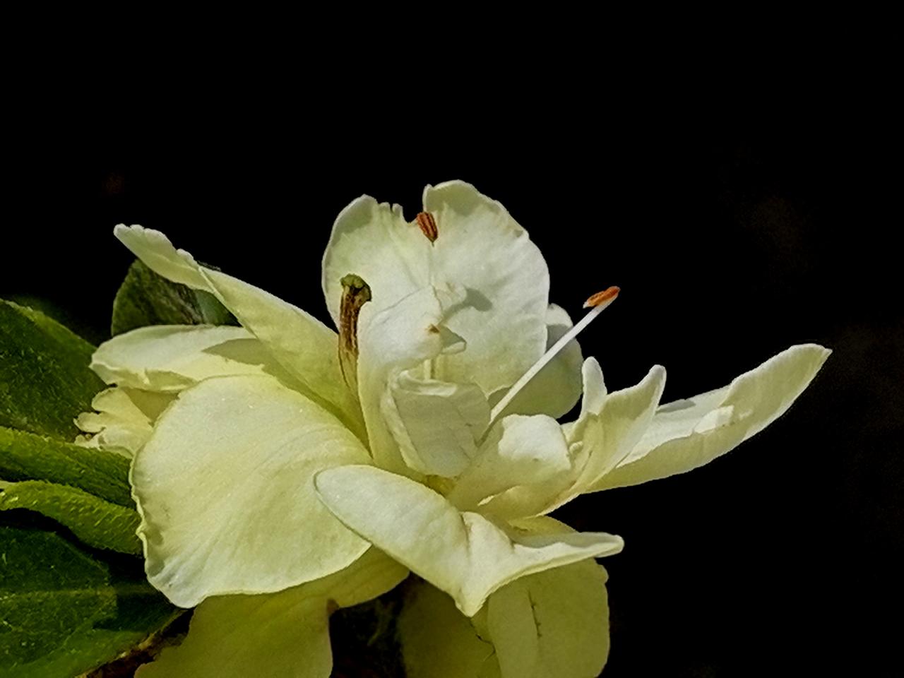 绿色光辉杜鹃花，也叫比利时杜鹃，西洋杜鹃。
花瓣是浅淡的奶绿色，重瓣大花，花瓣边