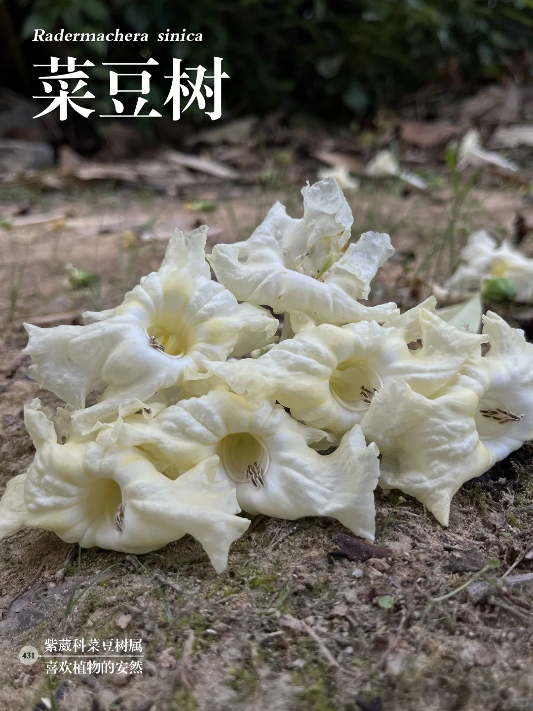 福州植物打标431 ｜安康美满 “幸福树”菜豆树