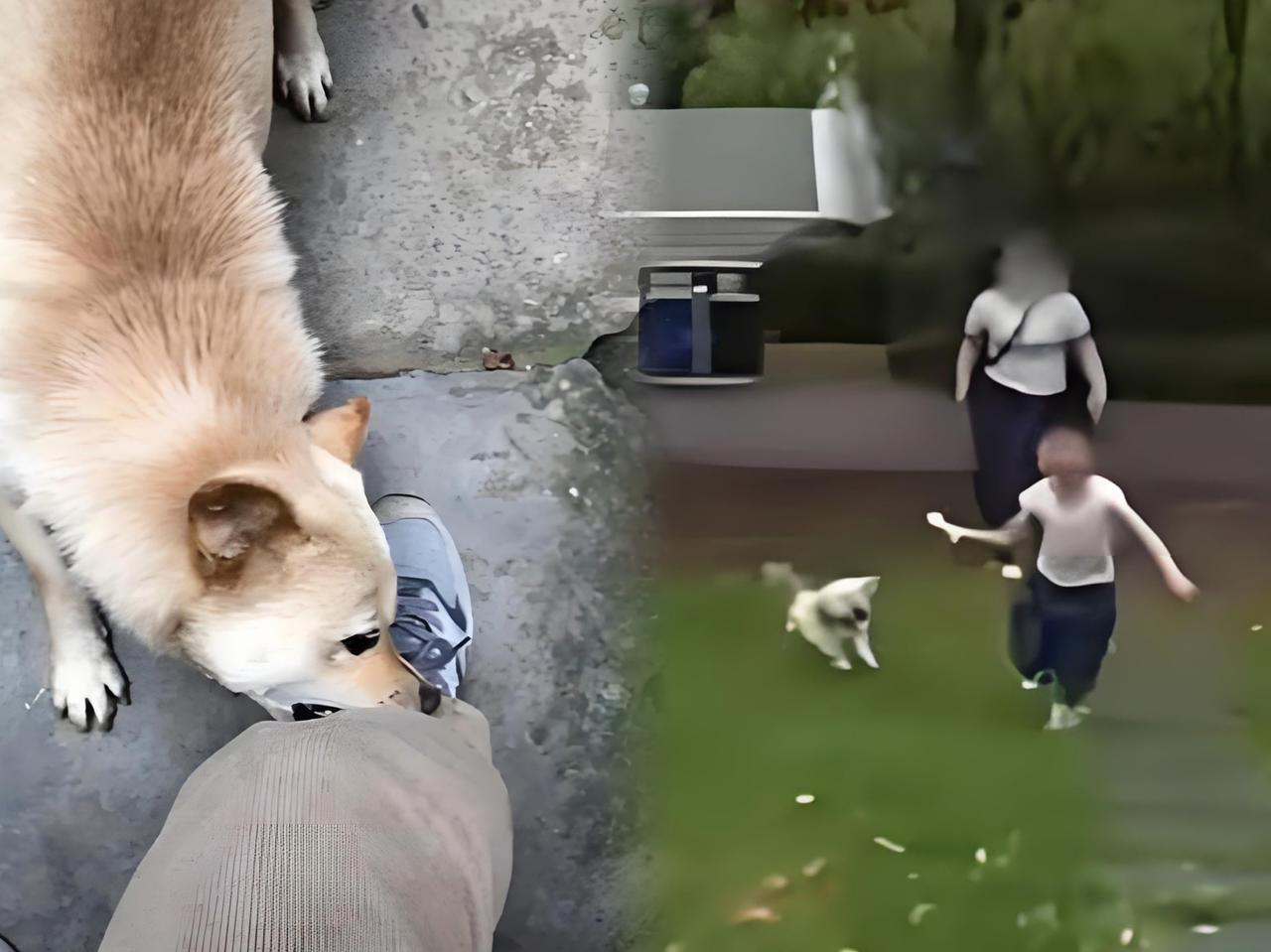 如果按照這样的处罚，看她们还敢不敢把狗狗当成子女来养，就会明白，遛狗怕是要成