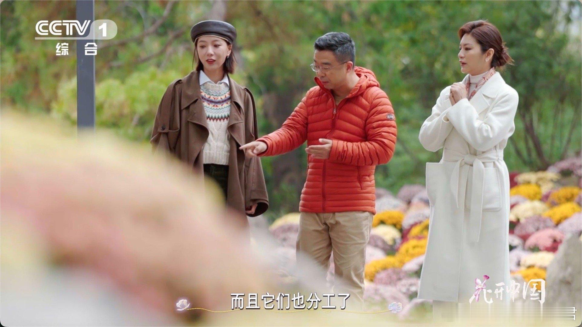 菊花每一片花瓣都是一朵小花以为一朵花其实是一大家子菊 自然小秘密分享！菊花的“花