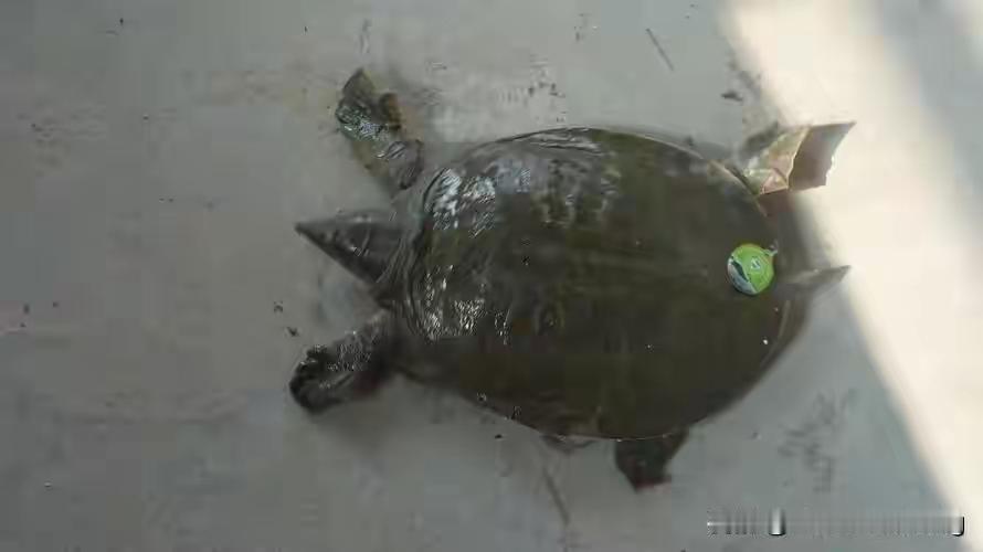 鳖（动物们186）

甲鱼是鳖的俗称，也叫团鱼、 水鱼、王八，因此主要是指甲鱼与