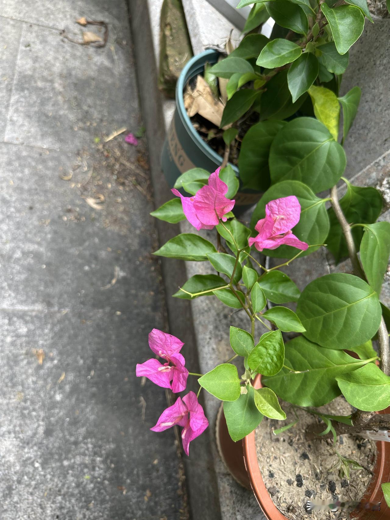 一簇三角梅悄然盛开，绚烂的花色，为燥热盛夏增添一抹温柔色彩。