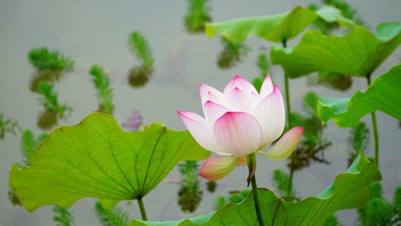 生活最重要的是什么生活最重要的，从来不是名利财富，而是平安健康，情绪自由，心里有